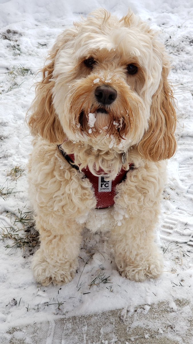 InspireBestLife's tweet photo. @MariannMeedWard My Cassie is a Cockapoo.... a total spoiled princess.  ❤  She loves the homemade cookies made just for her, belly rubs galore, cheese, peanut butter and her stuffed puppy. She even has her own sports jersey collection. ⚾️🏈❤ https://t.co/ohXn2872wo