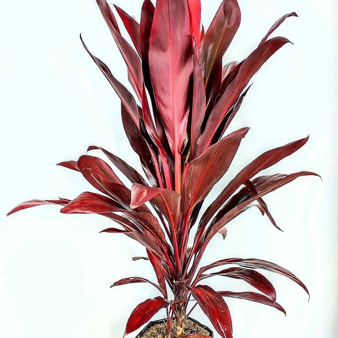 VSiempreVerde's tweet photo. La PALMA CORDYLINE es una hermosa planta que se caracteriza por el color vinotinto de sus hojas y la forma de su follaje. Es ideal para mantenerla en pleno exterior prefiriendo el sol directo. 
#consultordigitaljardineria #jardineriayplantas #jardineria

https://t.co/mKpylm4eoX https://t.co/0B03z4HNux