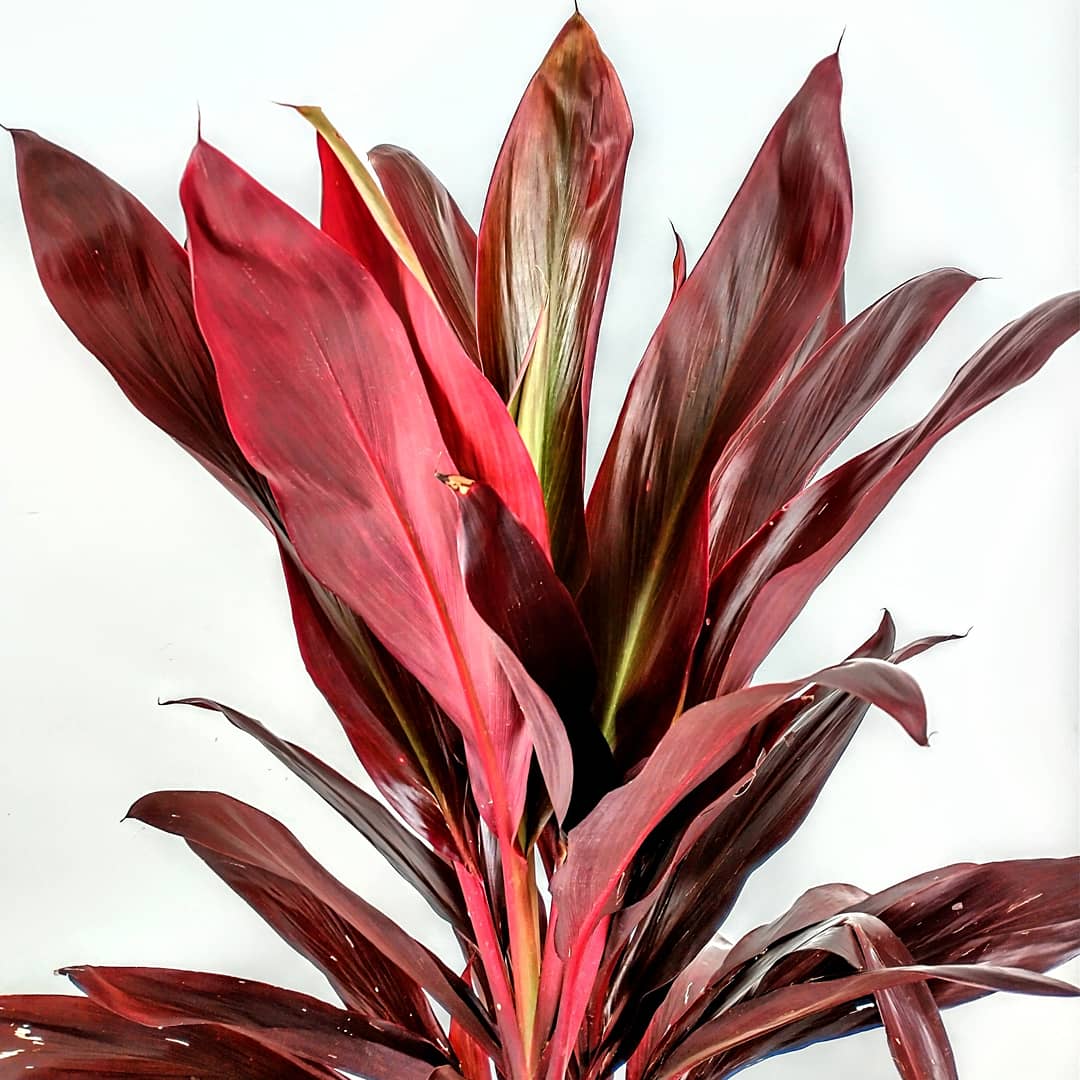 VSiempreVerde's tweet photo. La PALMA CORDYLINE es una hermosa planta que se caracteriza por el color vinotinto de sus hojas y la forma de su follaje. Es ideal para mantenerla en pleno exterior prefiriendo el sol directo. 
#consultordigitaljardineria #jardineriayplantas #jardineria

https://t.co/mKpylm4eoX https://t.co/0B03z4HNux