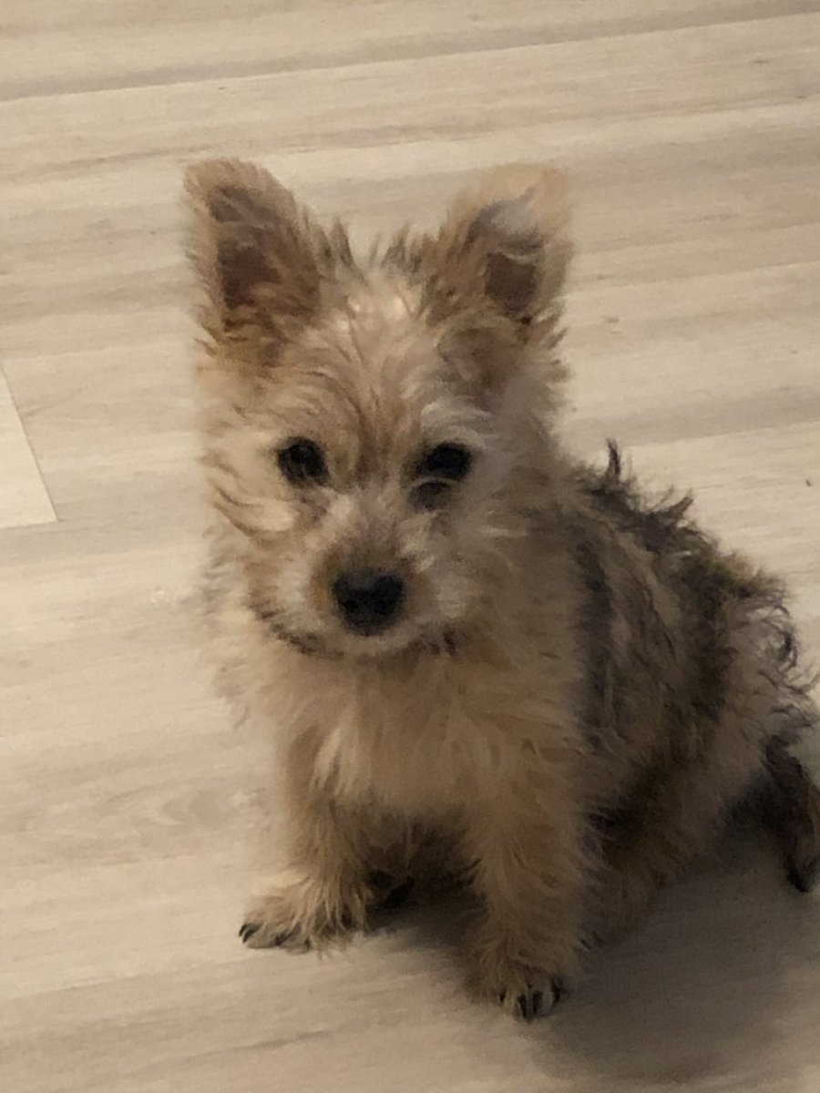 JCate123's tweet photo. This little pup will be a good dog one day.  At some point…💕🐶💕 https://t.co/D6VFoeVSQ9