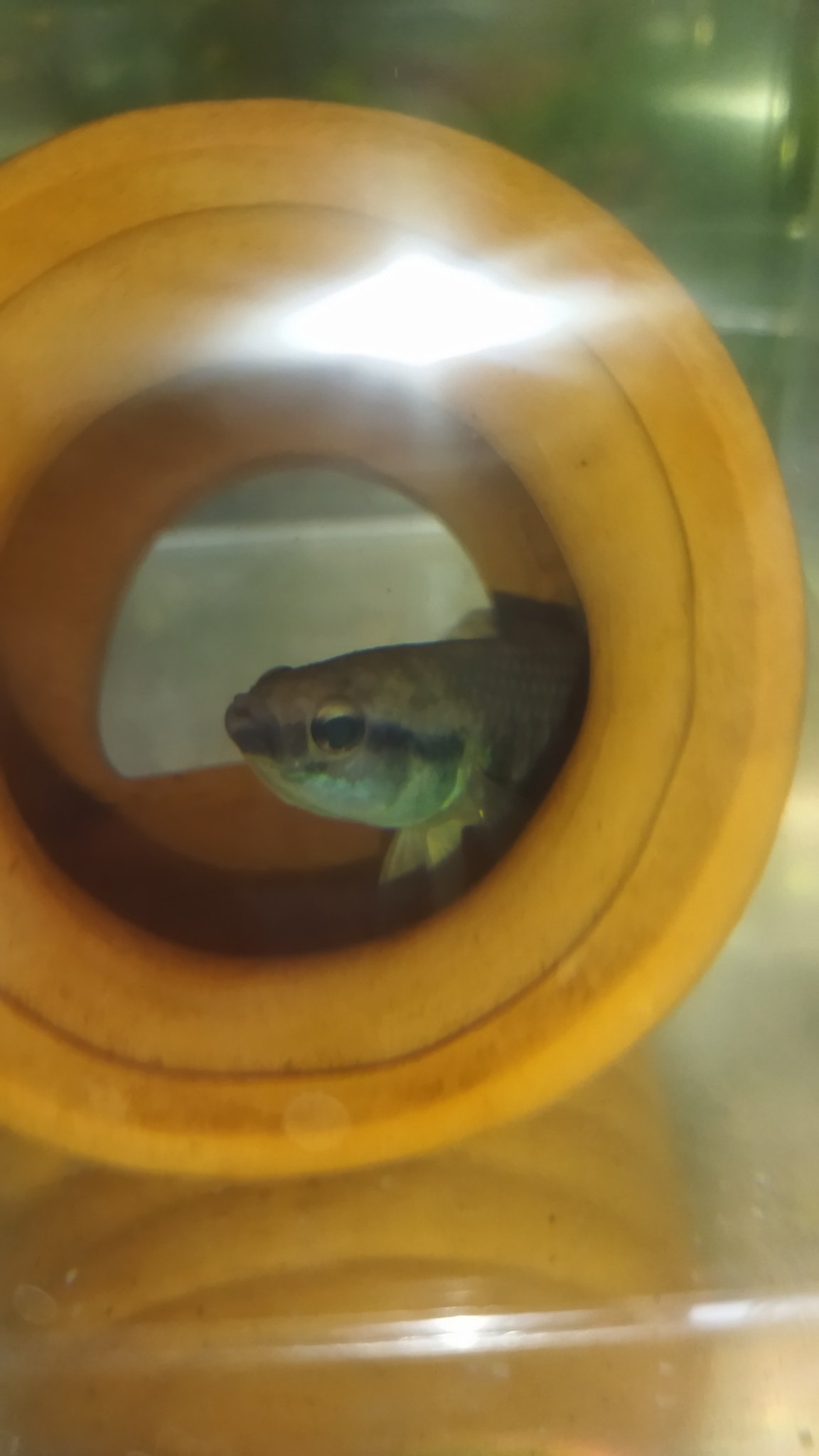 スズキベタ仮 Per Betta Twitter