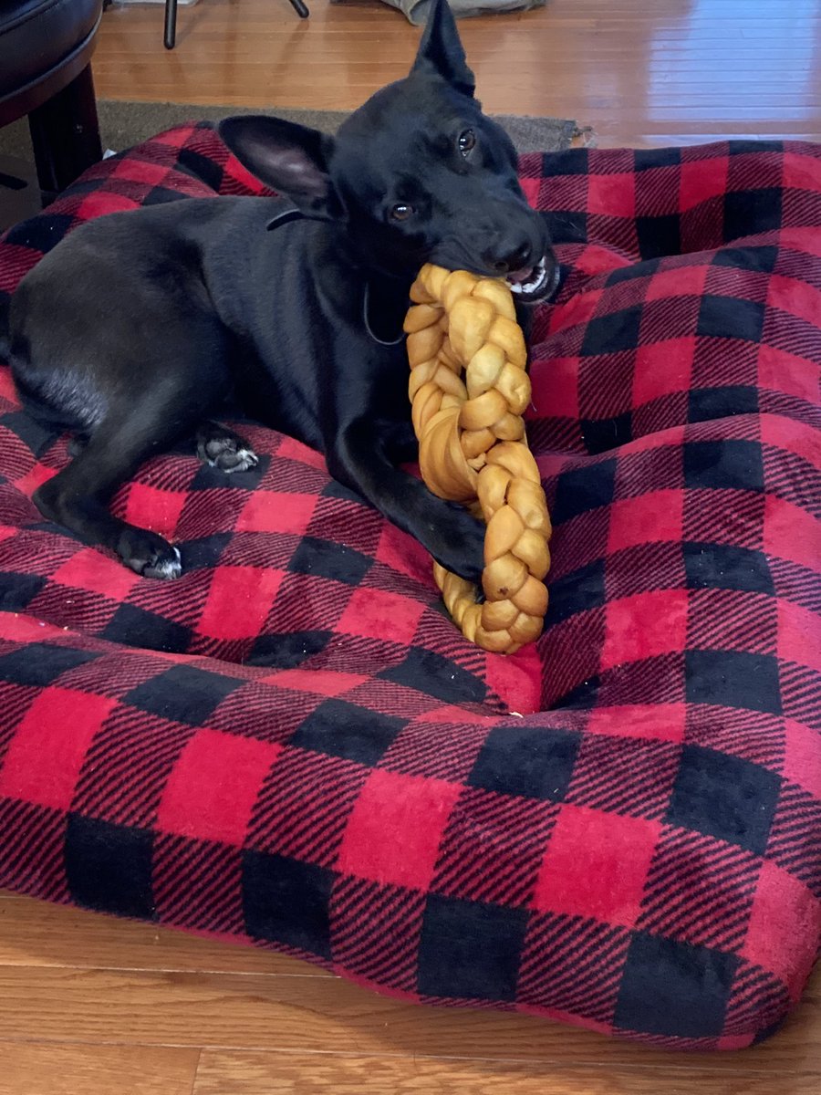 mcstretch's tweet photo. National Love Your Pet Day 2-20-2022 https://t.co/89lri3of3A