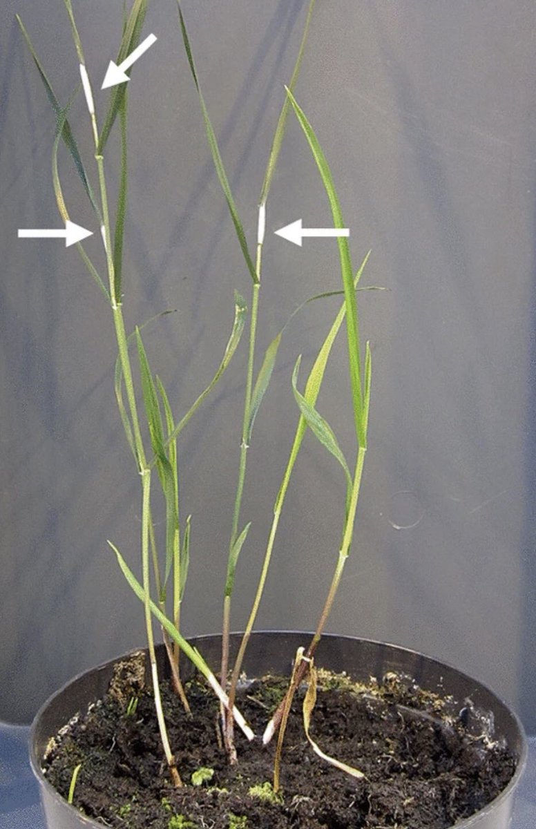 In a new paper in #IMAFungus, Thünen et al. describe a haploid #newspecies, Epichloë scottii, an #endophyte of the perennial grass Melica uniflora. The assembled #genome of the 7 chromosomes suggests the #fungus may not make alkaloid #mycotoxins.
imafungus.biomedcentral.com/articles/10.11…