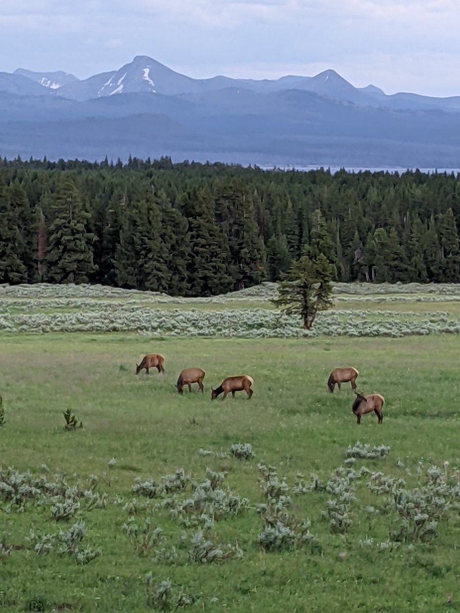 lydem_tlydem's tweet photo. @YellowstoneNPS #YNP150area all of it was awesome! https://t.co/j7FXtz69lG