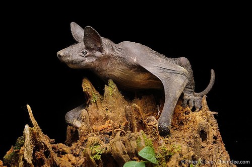 There is a furless species of bats called the Naked Bulldog bat found only in South East Asia🦇