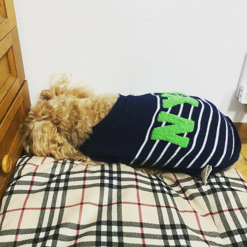 funnyfunnybunny's tweet photo. すみっこが好き。
#ltlm
#トイプードル https://t.co/CJnWA7qNZD https://t.co/Ee10zsB9Rj