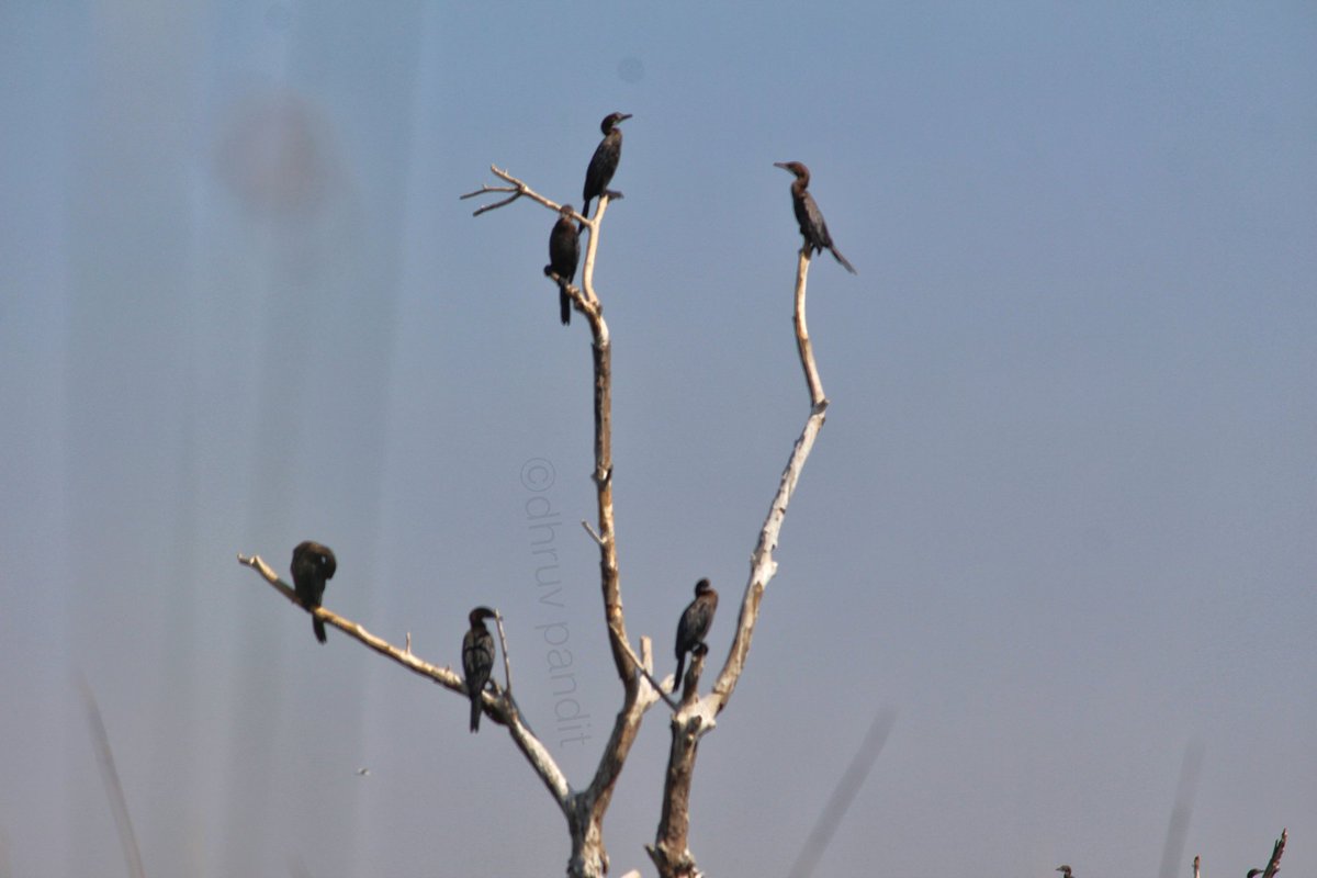 Captured this beauty at #NalSarovar bird sanctuary! #dhruvpandit