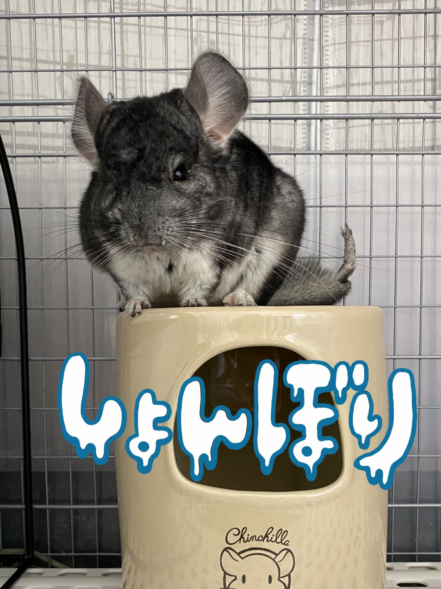 サキ パン チンチラ 寛太 Kantachinchilla Twitter