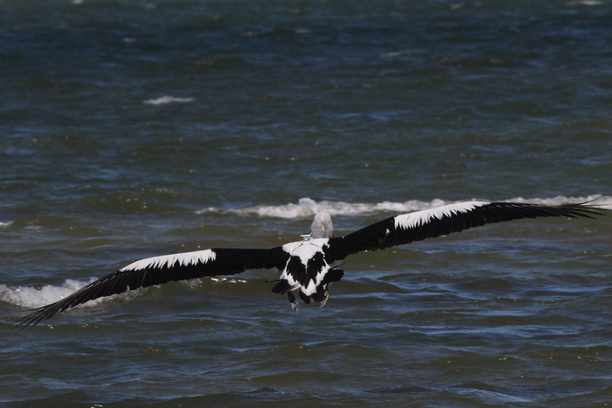 Rowan Mott tweet media