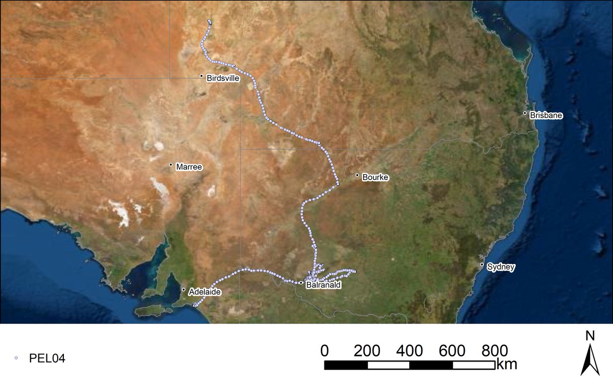 roamingmoth's tweet photo. @goyderinstitute @UniAdelSciences One non-breeding individual has made a remarkable dispersal. It spent a month or so in @Matt_HerringOz's territory in southern NSW before venturing on to greener pastures following the recent deluge in central Australia. #ProjectCoorong #RoamingMothUpdate https://t.co/Ep2h3IOoac