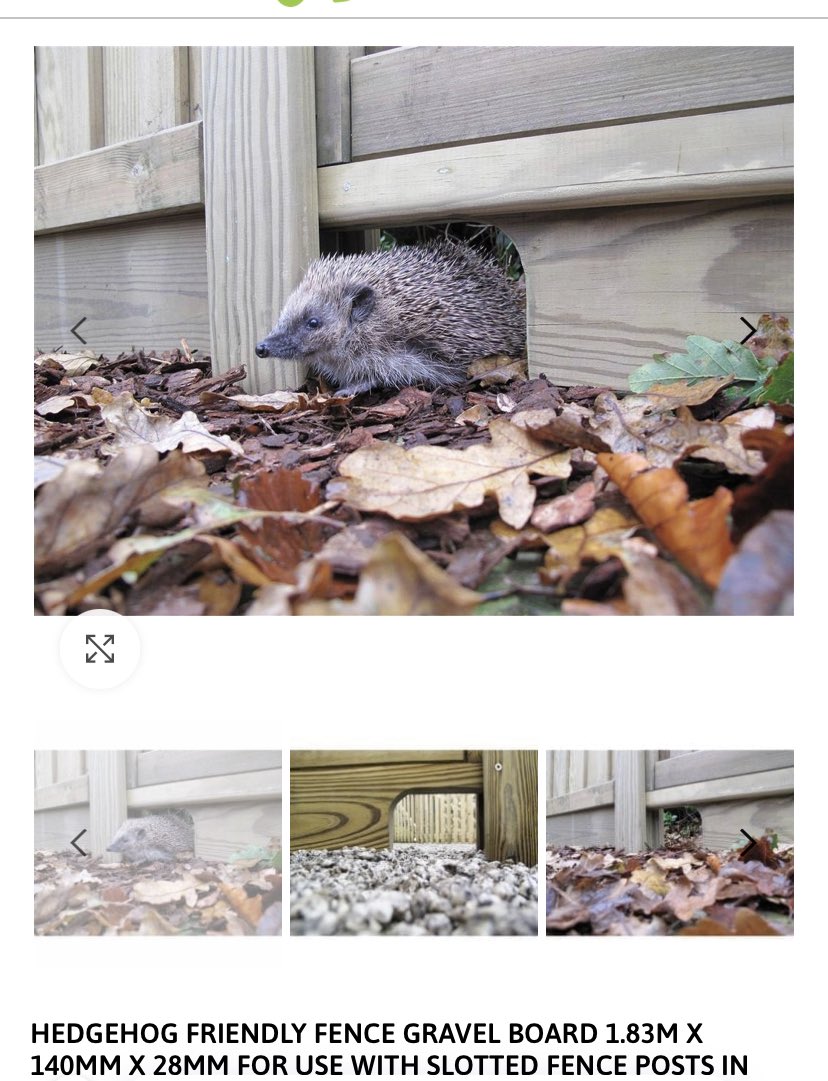 Fence blown away in the #storm? Replace it with a #hedgehog friendly panel!
#nature #homeimprovement #gardening #hedgehog #wildlife