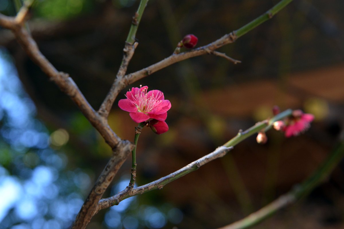 境内の紅梅の花がほころび始めました 梅は春の訪れをいち早く教えてくれる花です 昔の人は梅の花を 梅暦 うめごよみ と呼び 22 02 21 東京大神宮