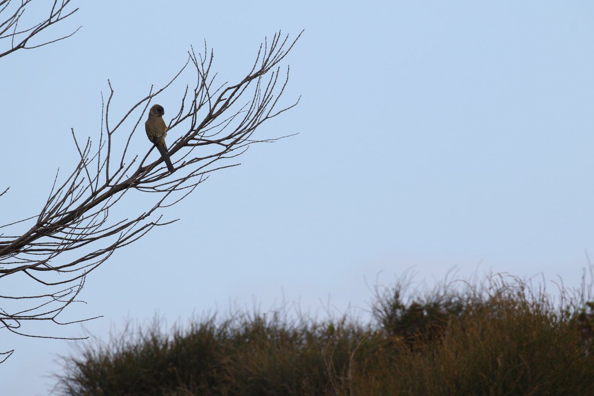 roamingmoth's tweet photo. We've also encountered some Bluebonnet #Parrots at the very southern limit of their range as well as sporadic occurrences of Banded #Lapwings. #ProjectCoorong #RoamingMothUpdate https://t.co/KojFX42noJ