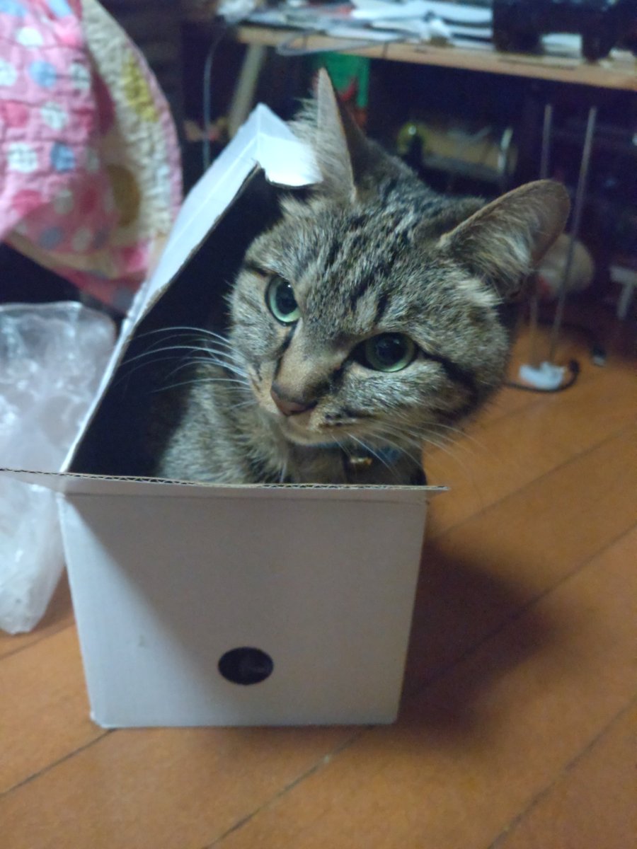 箱の中からこんにちわ😸 今日も寒いニャ🙀