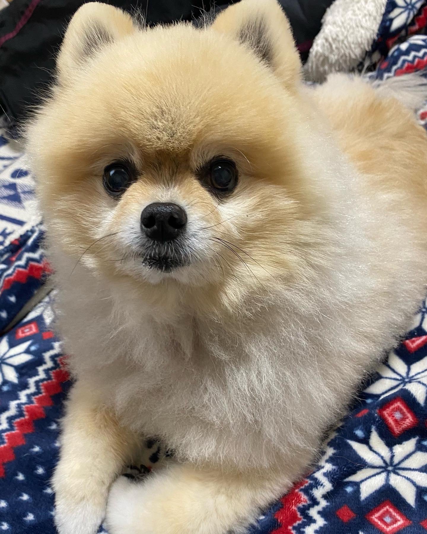 Kazumi 10年以上お願いしているトリミング屋さんが病気で暫くお休みになってしまい 怖がりココはどうしようと思ってました 先週 Marcoのトリミングしたお店にココもさっぱりきれいにしてもらいました T Co Vqex7j0tih Twitter