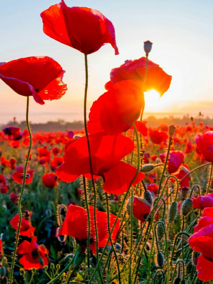 Soul_Art8's tweet photo. Good morning โค๏ธ๐บ
#NaturePhotography #Flowers #NatureBeauty #morning https://t.co/FbXw3c7ljn