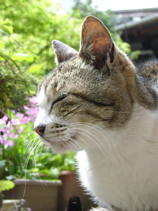 22年ひたすら食っちゃ寝した実家のさくらでも見たって下さいー!。

#にゃんにゃんにゃんの日 