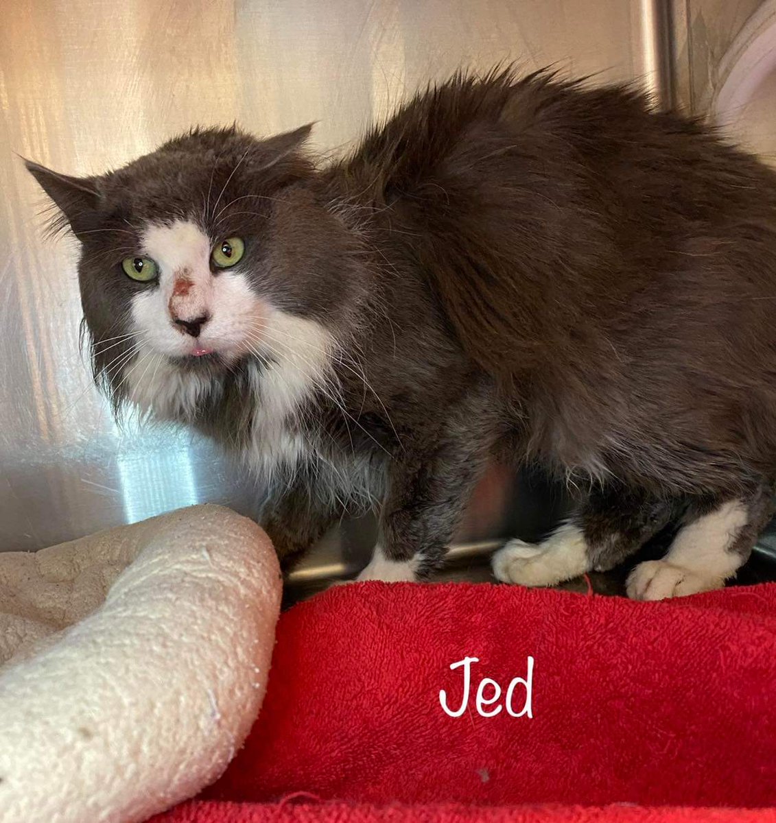 Jed, Jed what have they done to you? This hugely handsome long haired grey &amp; white boy kitty ID 634614 at the #CobbCounty shelter in #MariettaGA cries out for love! Can we get this scared boy out? Phone to meet (770) 499-4136 Pledge for rescue! URGENT!
facebook.com/cobbcountykitt…