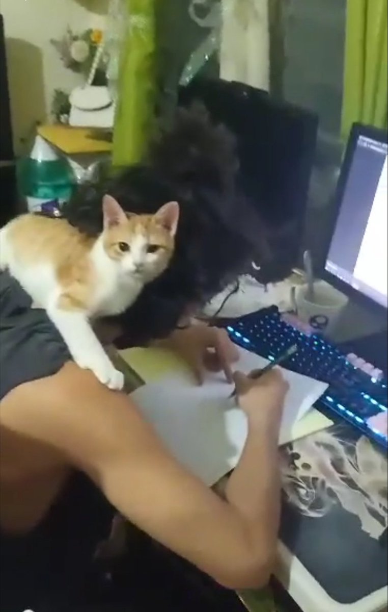 MrNobody100322's tweet photo. @cartoonsnft Namiiee my fur cat https://t.co/1N018a2ocQ