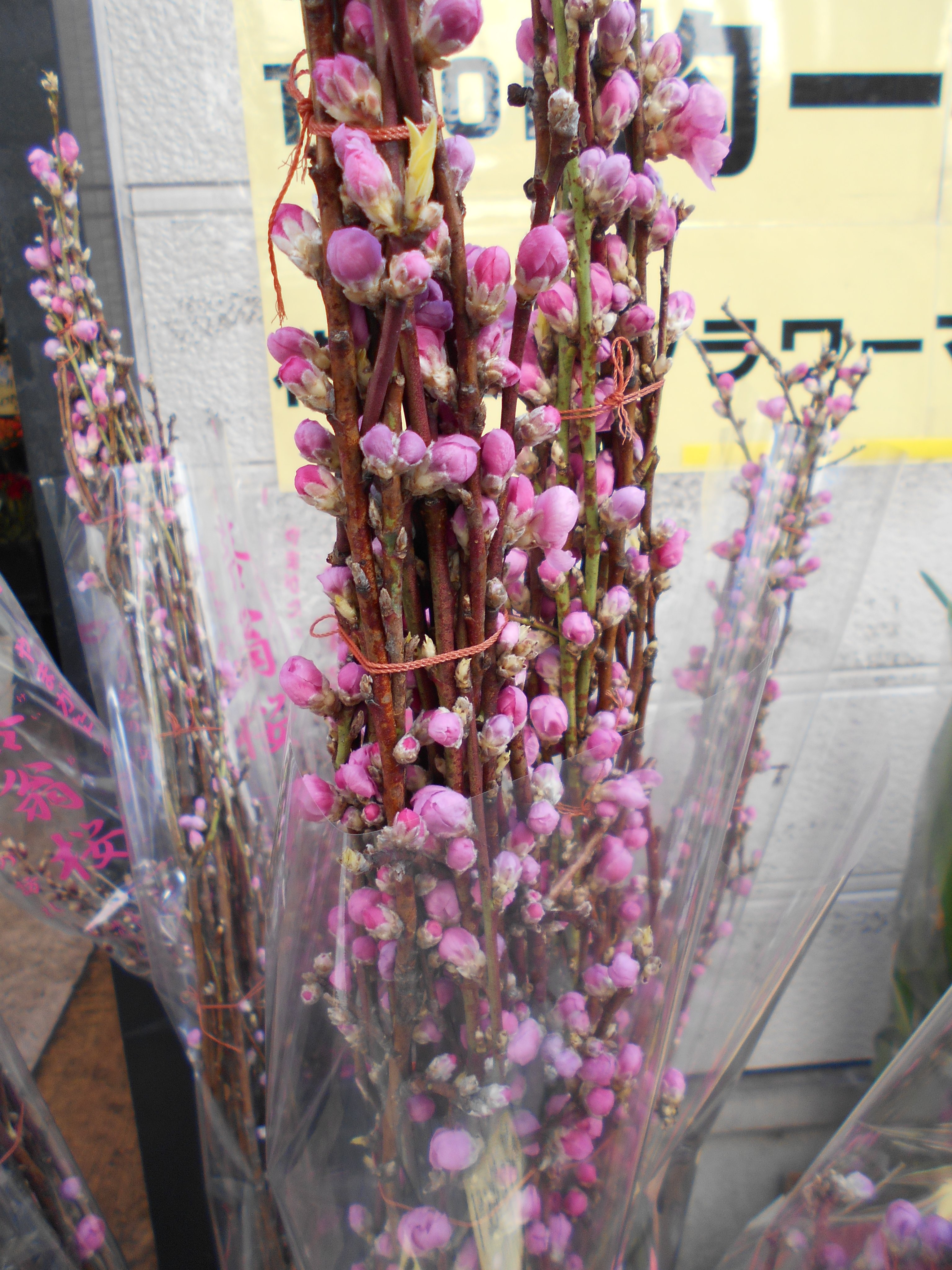 フラワーマルシェ Flowermarche01 Twitter