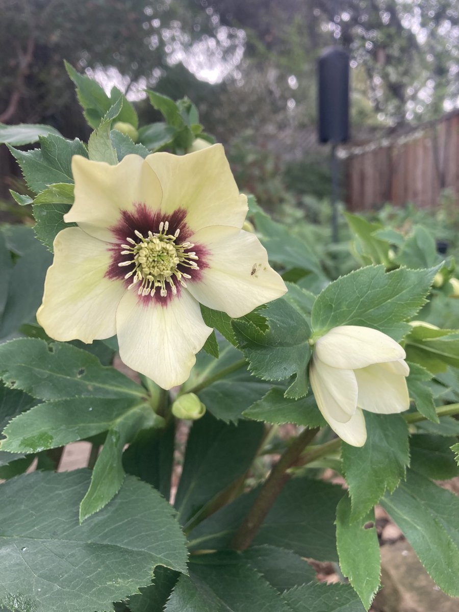 JimReichert2's tweet photo. Another hellebore blooming in my backyard.
#hellebore 
#ヘレボルス
#wintergarden 
#冬の庭 https://t.co/NPyj1hH9wy
