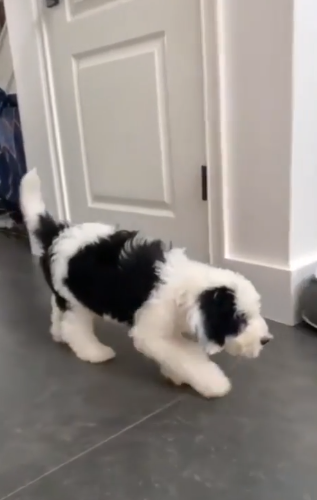 BuddyLifeMagzn's tweet photo. buddylifemagazine- Sneaky boy!
https://t.co/1735IvTggM
https://t.co/9l51LPrD0t
#sneak #attack #puppyattack #puppylove #puppyvideo #buddylifedogmagazine🐕 https://t.co/obfGcwnhF3