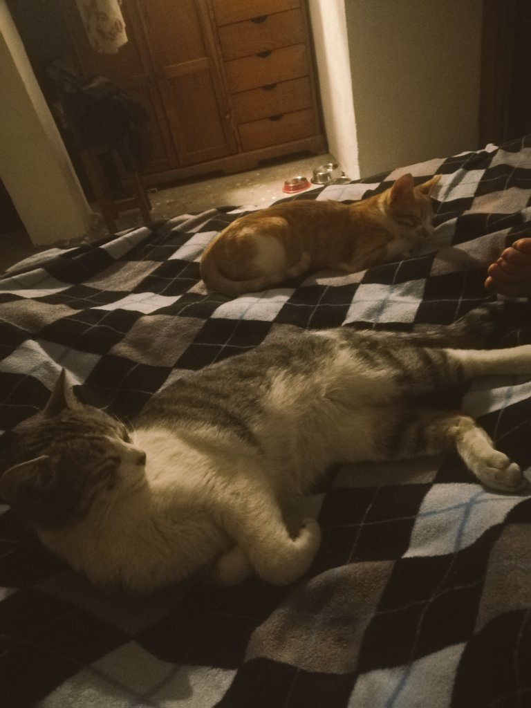 RickMoralezMx's tweet photo. Día del mishi #Gary &amp; #Bombon https://t.co/Fgc30RMEAH