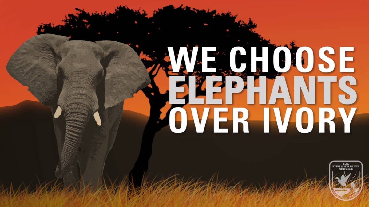 QinweiS's tweet photo. #39canimals
Establishing laws could be one solution to saving elephants from circus. For example, The African Elephant Conservation Act, passed in 1988, bans illegal ivory imports and authorizes government funding for elephant field conservation projects. https://t.co/r8fQz5yLts