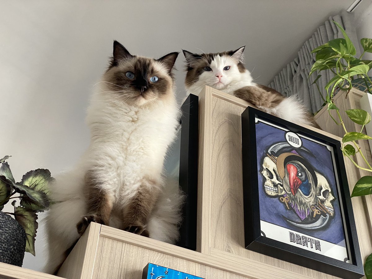 Chris OBrien tweet media