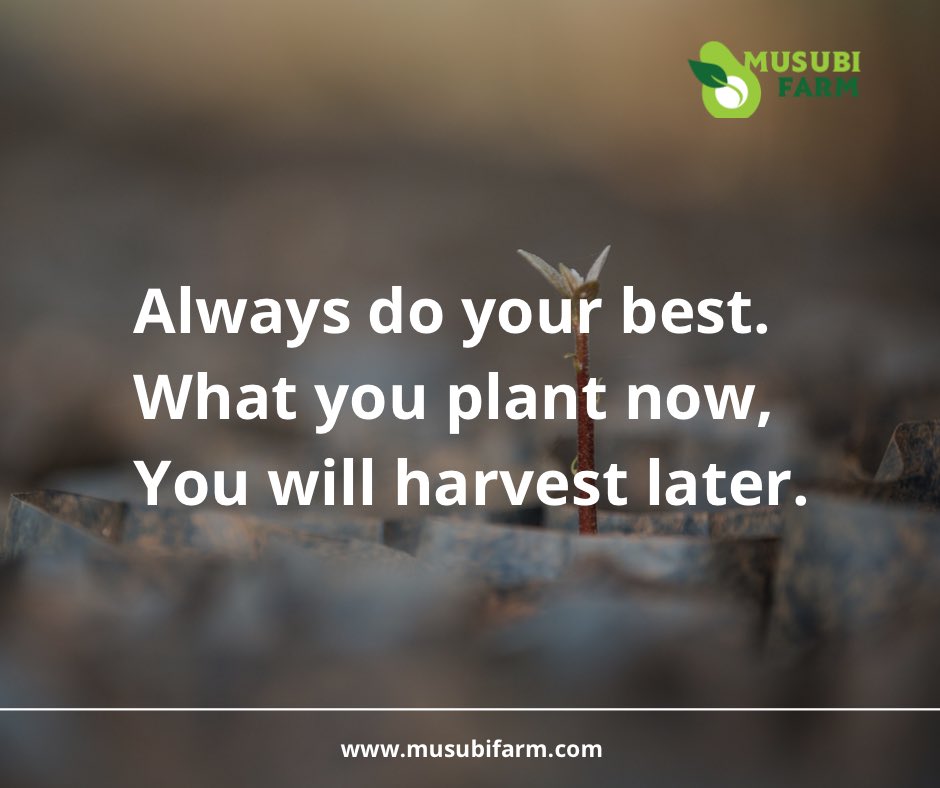 musubifarmug's tweet photo. Good morning farmers, hereโs a little motivation to kick off your week.
#morningmotivation #musubifarm https://t.co/IMCZ7Kqviw
