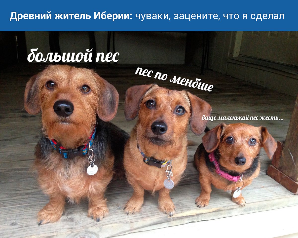 Образовач tweet media
