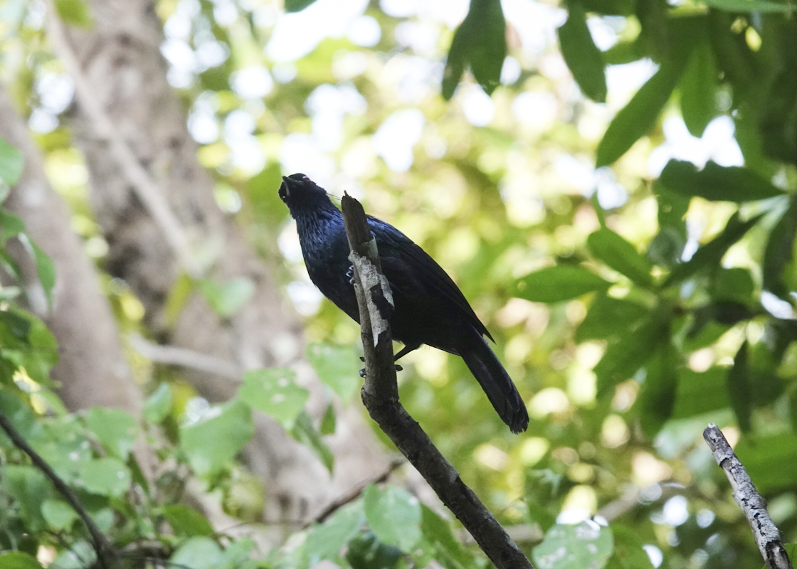 sicklebill's tweet photo. Trumpet Manucaode (Manucodia keraudrenii) seen on our January Cape York Fly in Fly Out tour in Queensland Australia. For more info on the tour visit https://t.co/x1UxA8ugIq

#BirdsSeenIn2022 #australia #CapeYork #birding https://t.co/1hejTwzrsz