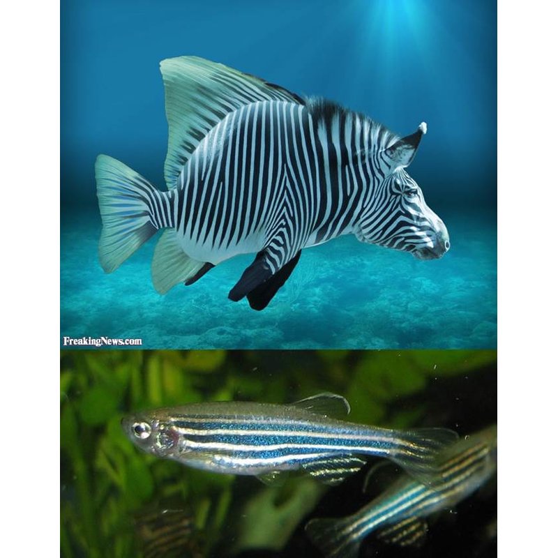 TRECENTO10's tweet photo. Connaissez-vous le point commun entre le poisson-zèbre et l'être humain ?  
Des chercheurs de l'Inserm viennent de faire une découverte incroyable. 70% de nos gènes ont en effet un gène homologue chez le poisson-zèbre. S'auto-générer ? Bientôt réalité pour l'humanité ? 🚀 https://t.co/OHdR5yhUAq