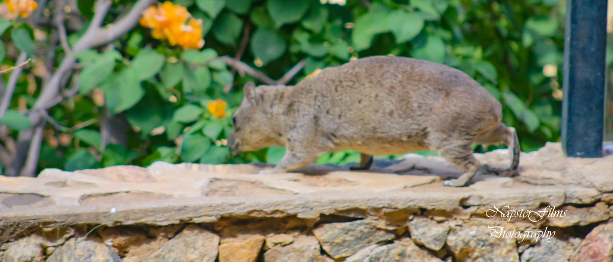 vicburry's tweet photo. rock hyrax chilling in the Tsavo East National Park sun, #TsavoEast #wildlifephotography #travelphotography #TembeaKenya https://t.co/V0U6hC37H8