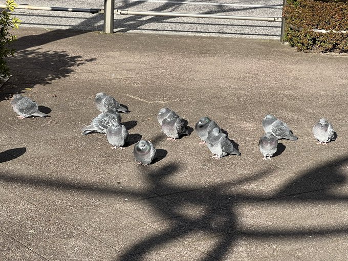 寒くて縮こまってる鳩たち可愛い 