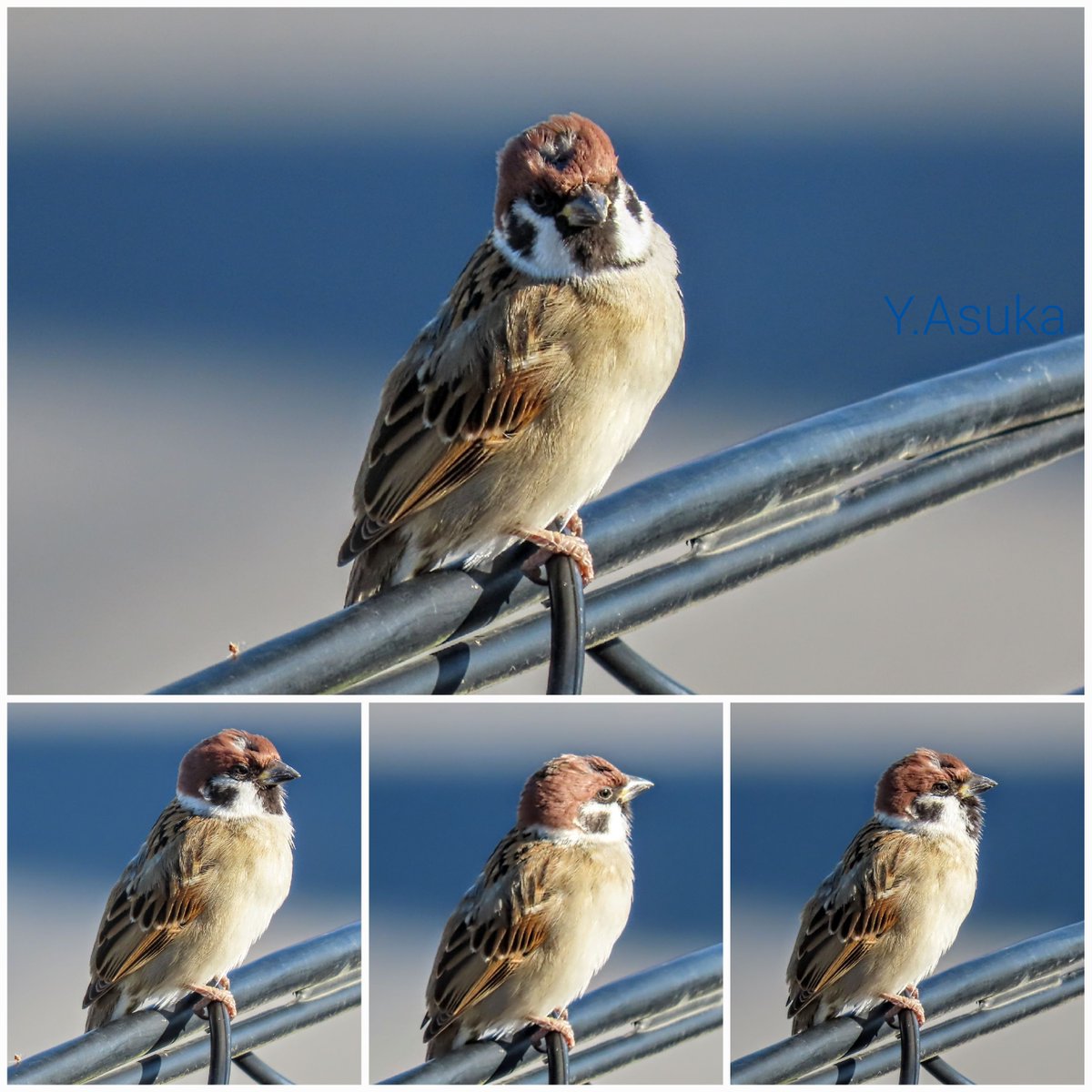 yumeasutw's tweet photo. 雀の日常🐦️
ある日のキーンと
冷えた冬の朝❄️
頭の羽がむしれて
痛々しい雀さんが
ポツンと電線に。
眼差しがキリリと鋭く
喧嘩で負傷したのかな🤔
#スズメ #雀 #Eurasian_Tree_Sparrow
#野鳥 #bird
#pic2022 #pic0113 #pic202201
#a2022 #a0221 #a202202 #a2022024 https://t.co/pAaBU0mpCb