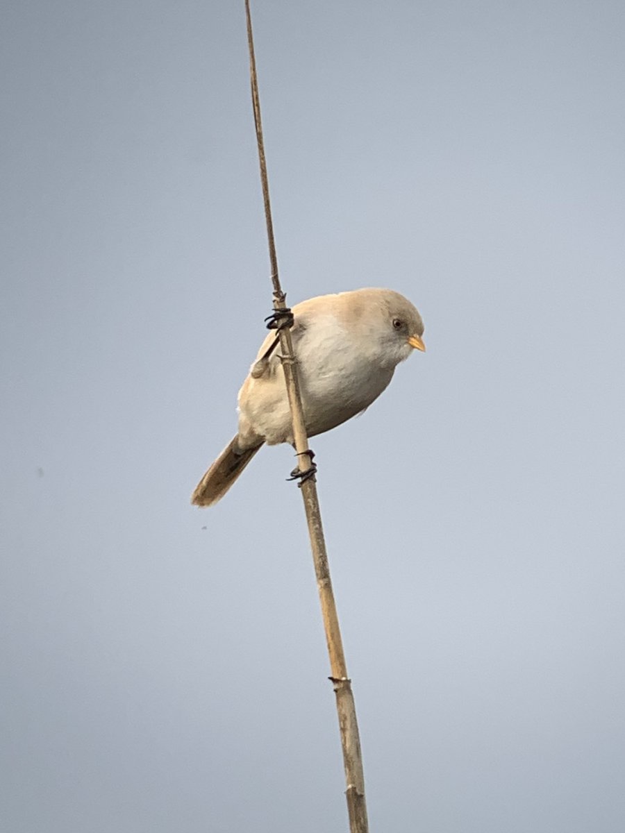 Finally managed to connect with the female Bearded tit that has been around for some time. Showing very well this morning @ Akrotiri marsh. 
Last recorded in Cyprus in 2015. 
#cyprusbirds