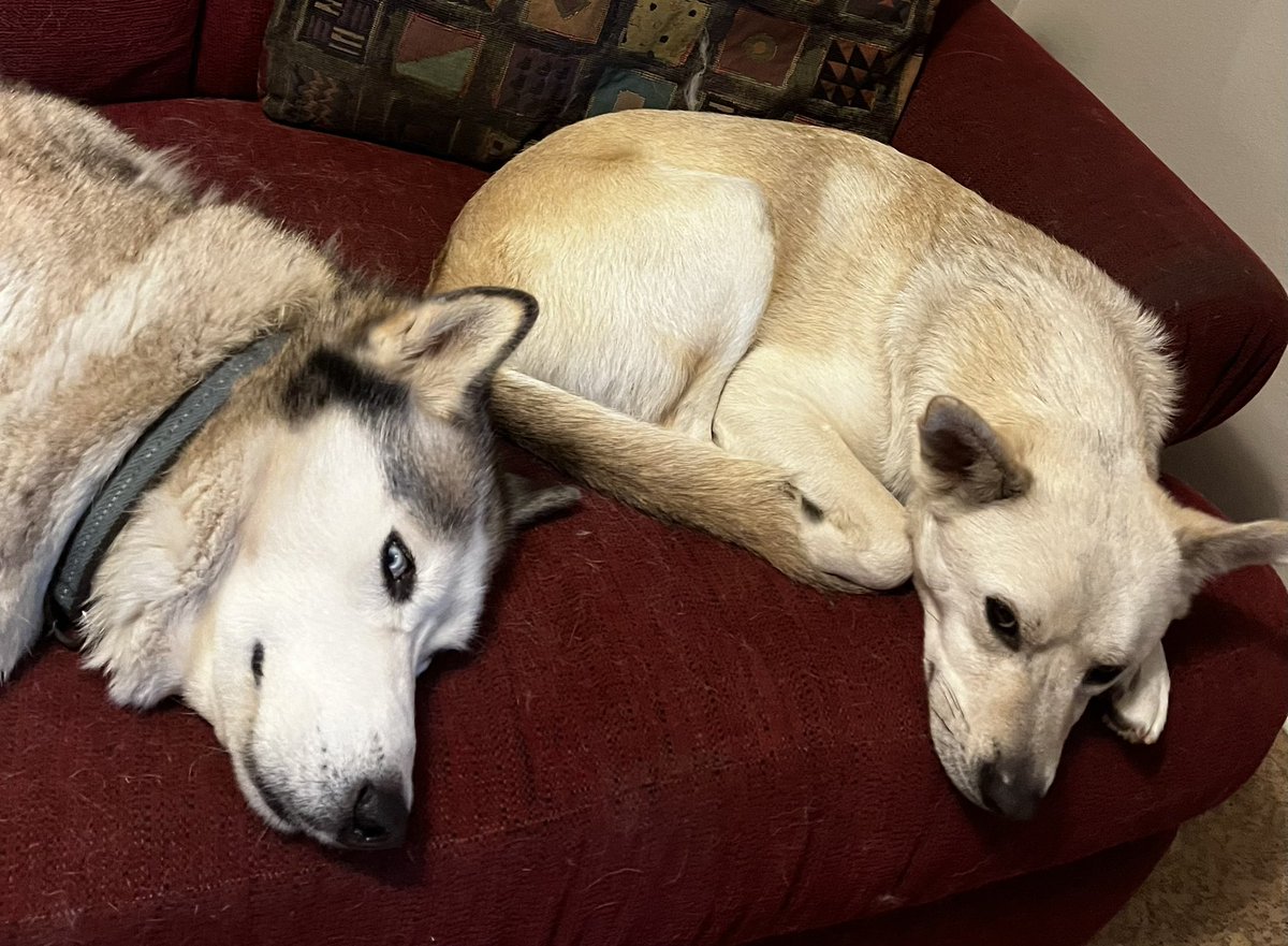 SamanthaDunn's tweet image. Hey no dogs allowed on the cou—aw screw it, who am I kidding. #losingbattle