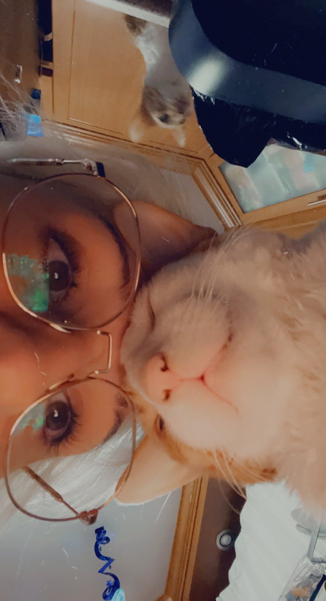 ventiacai's tweet photo. Lamb is not allowed to jump so he gets very mad when bambino jumps on the counters and I have found that the best way to distract him from this is to touch foreheads https://t.co/hu1utQy7be