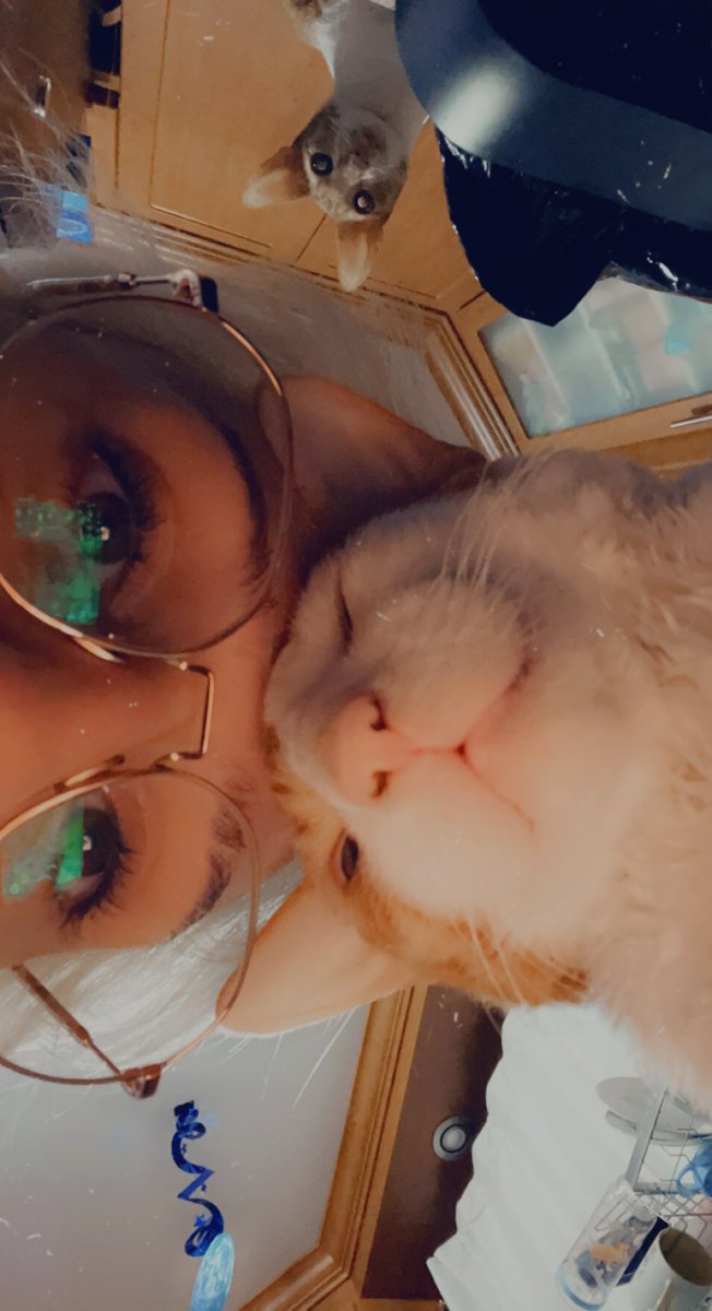 ventiacai's tweet photo. Lamb is not allowed to jump so he gets very mad when bambino jumps on the counters and I have found that the best way to distract him from this is to touch foreheads https://t.co/hu1utQy7be