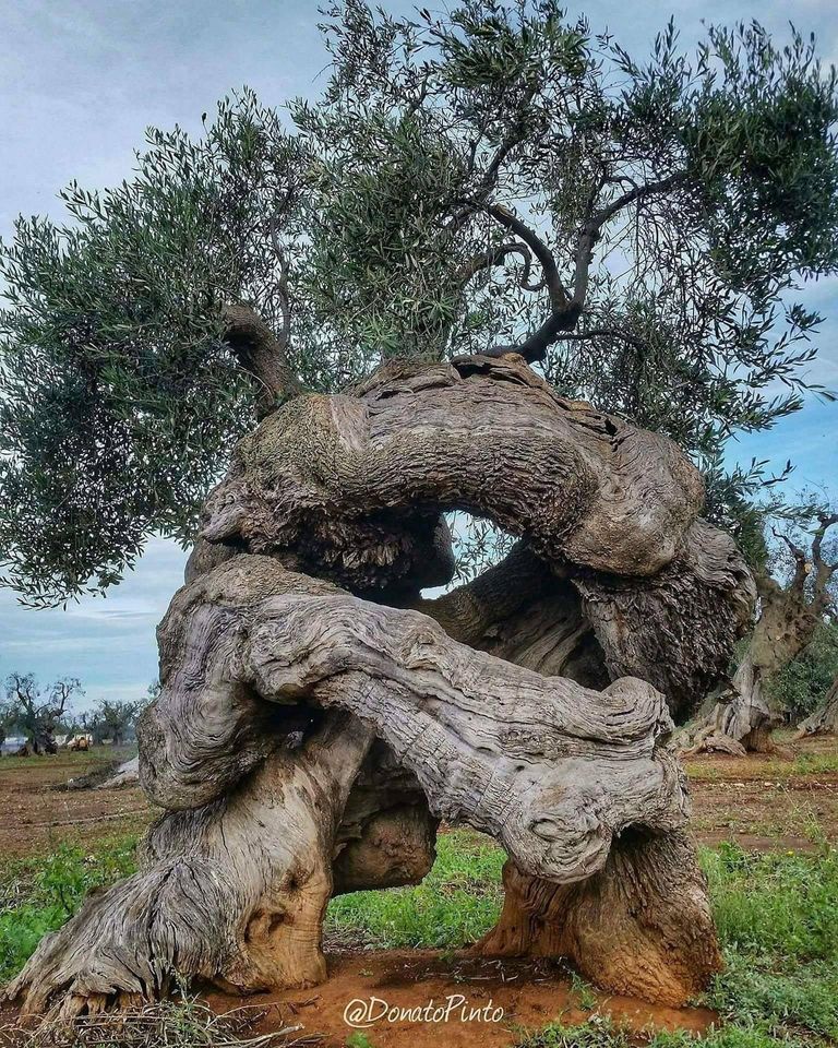 ruggierofilann4's tweet photo. LA NATURA CHE CREA GLI ABBRACCI PIU' STRAORDINARI. L'ABBRACCIO MILLENARIO DEGLI ULIVI DI PUGLIA. https://t.co/tY2qp3ff0J