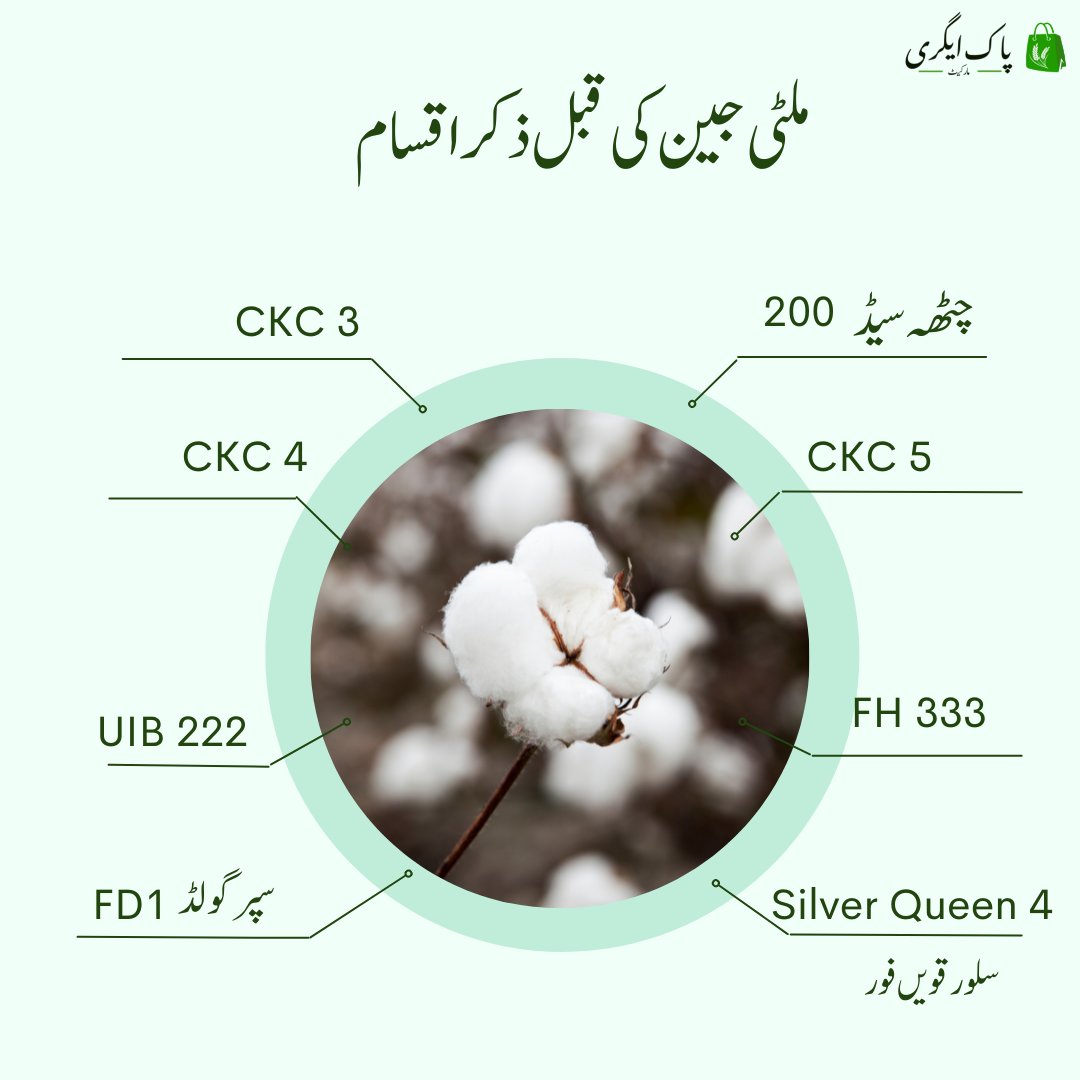 pakagrimarket's tweet photo. #cottonCultivation #pakagrimarket #triplegeneTechnology #multiGeneTechnology https://t.co/VqPVrHxZF4