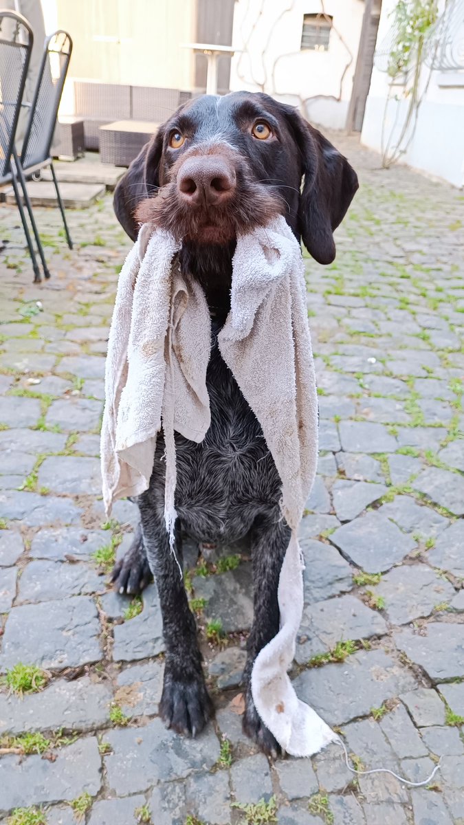 StefanReul's tweet photo. Please let me help you with the laundry! 😂

#DeutschDrahthaar
#vomRühlskopf https://t.co/91K4Abghaq