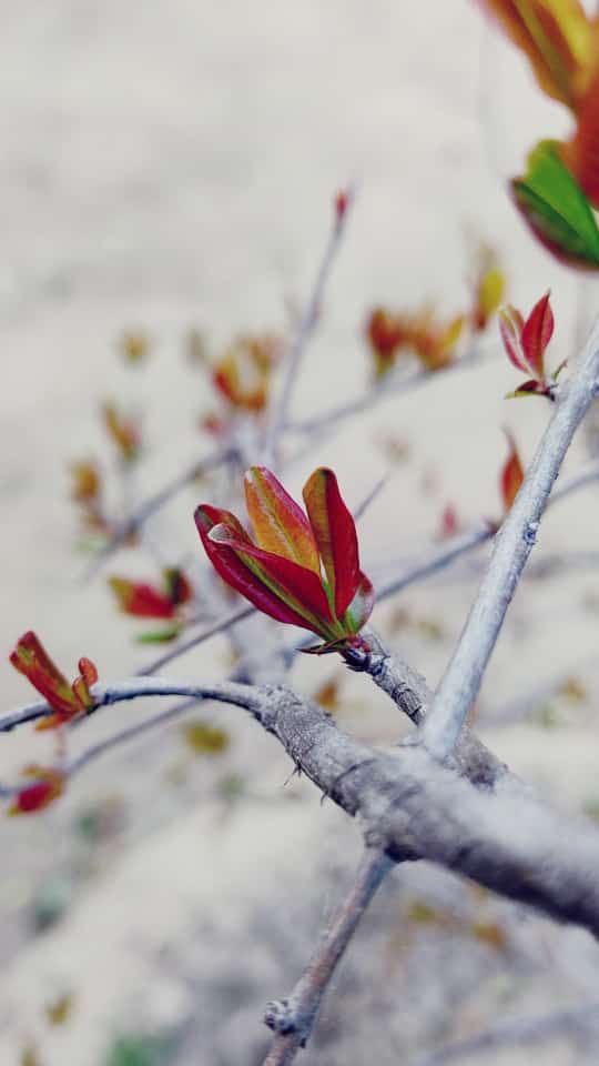 ManishaDagar_23's tweet photo. #MagicOfSpring #Spring #NewLeaves #photography #photographylovers #Mondayvibes https://t.co/gQIrkMvNBL