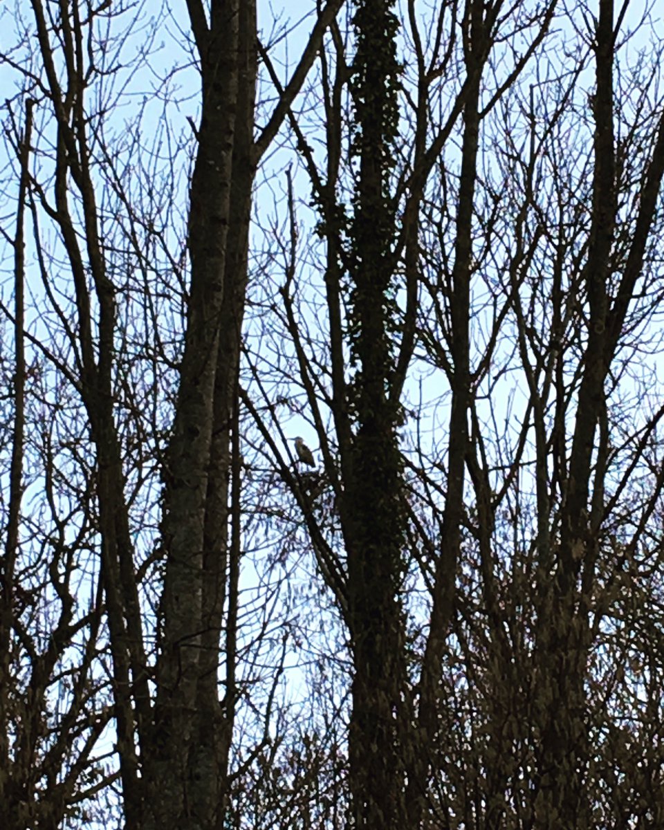 G27Marco's tweet photo. #heron cendré
#héron caché 
#oiseau #echassier #arbres #nature #foret https://t.co/pIdNpCh75R
