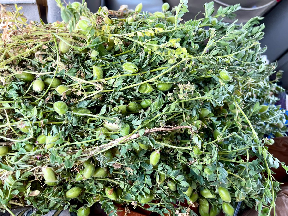 richaanirudh's tweet image. बुंदेलखंड में हम इसे बूट बोलते हैं। नोएडा में तो हमको ये मिलता ही नहीं। और मुझे बहुत पसंद है बचपन से। आप इसको क्या कहते हैं?