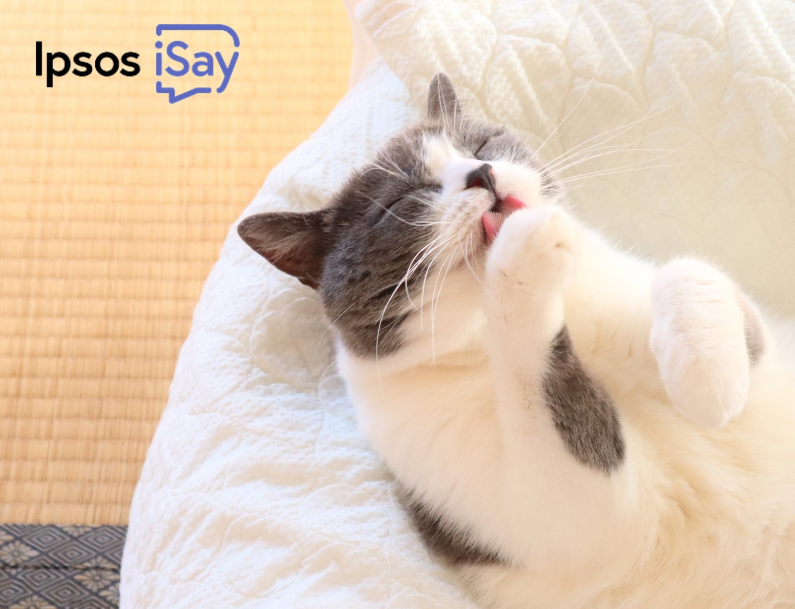 Ipsos Isay アイセイ 2月22日は 猫の日 なかなか懐いてくれなくて ちょっと寂しい時もありますが それでもやっぱり猫は可愛いですね 皆さんのご自慢の猫を是非共有してください T Co Davorpvyg0 Twitter