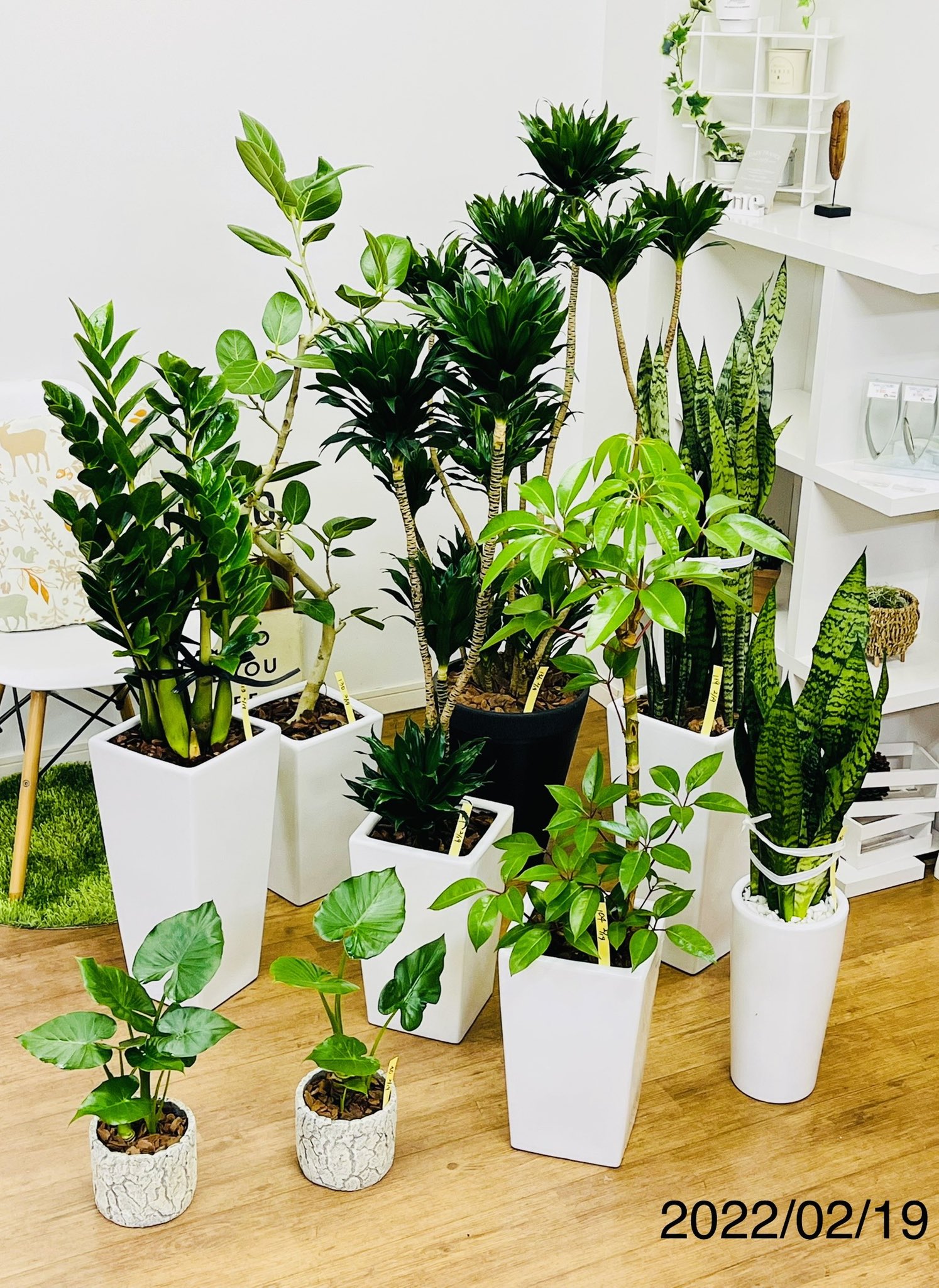 観葉植物のお店 E Ran 2月19日に入荷した観葉植物達です 葉の綺麗な光沢が特徴のフィカス ベンガレンシスも入荷しております サンスベリアゼラニカ ドラセナ コンパクタ クワズイモ など 観葉植物 おうち時間 観葉植物のある生活 鹿児島 観葉植物