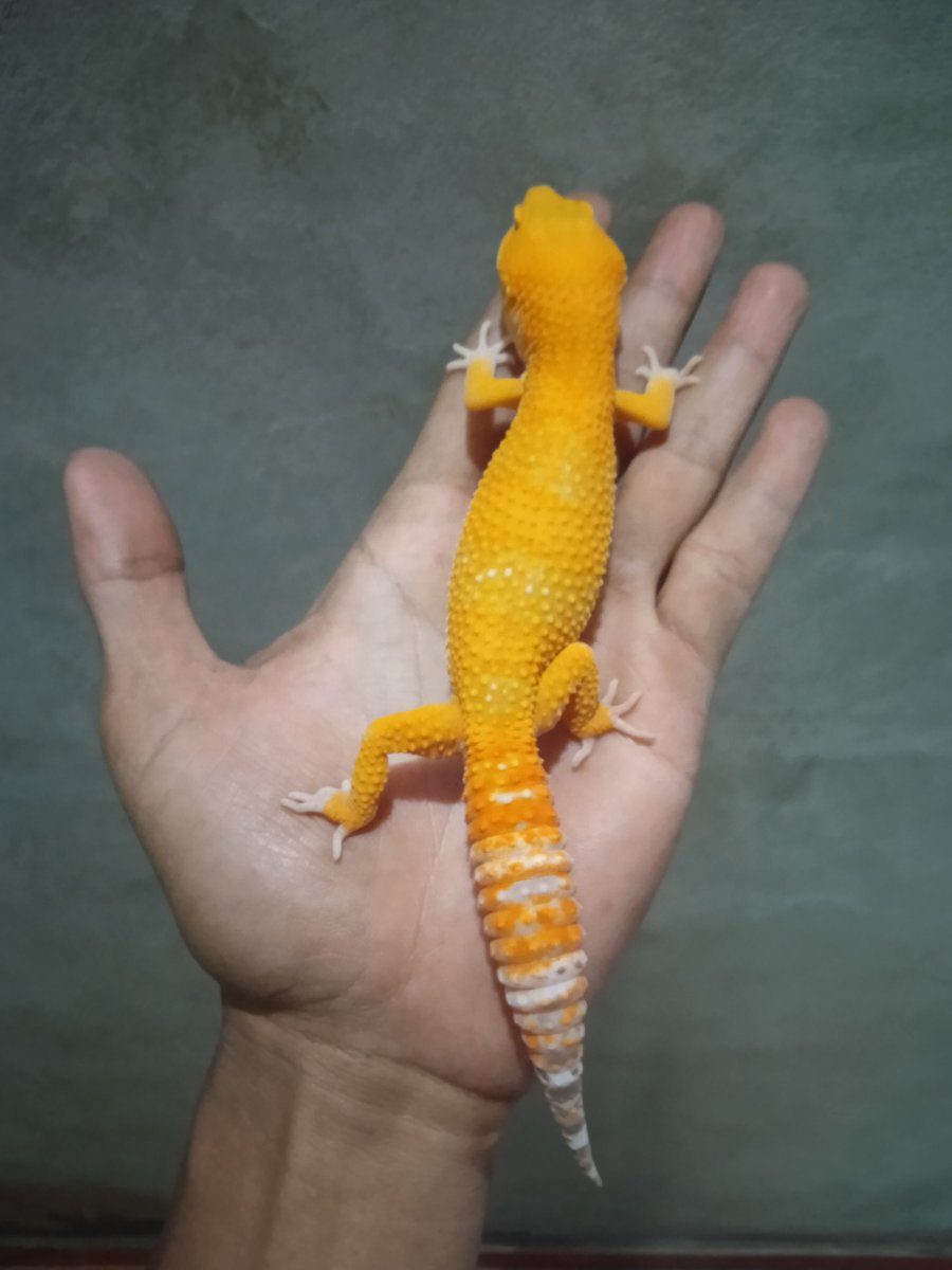 Cupang111's tweet photo. For Sold
Gecko SUNGLOW hypo albino
Sex : Male
DOB : 5 Month
WA : +6288221748346 https://t.co/QTBUAQUEHY