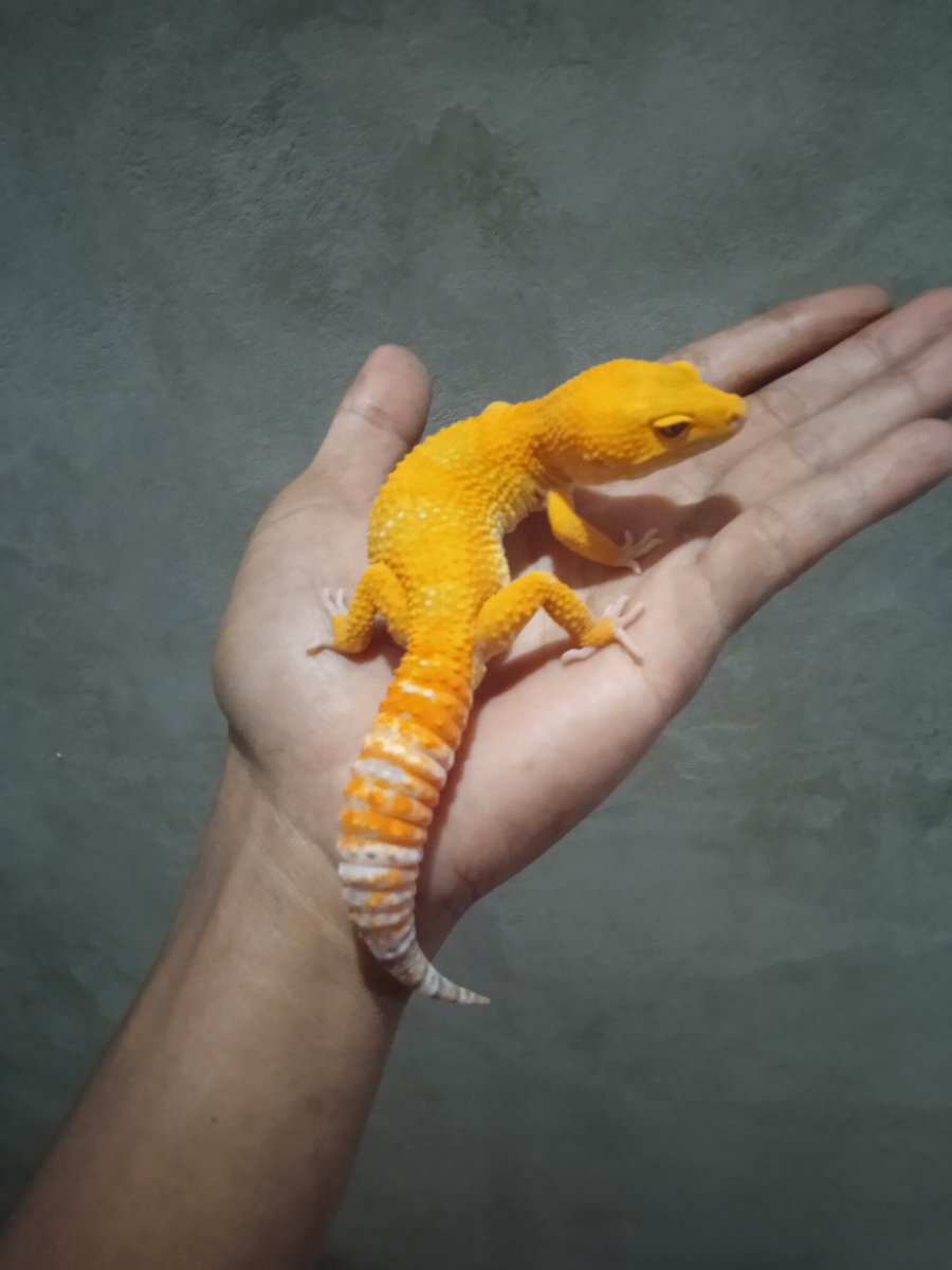 Cupang111's tweet photo. For Sold
Gecko SUNGLOW hypo albino
Sex : Male
DOB : 5 Month
WA : +6288221748346 https://t.co/QTBUAQUEHY